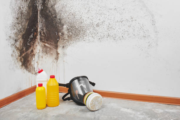 Best Office Mold Removal Services  in Hickory Hls, IL