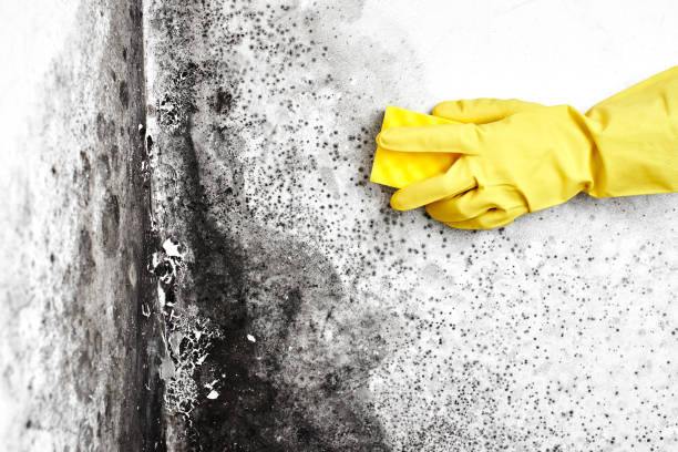 Trusted Hickory Hills, IL Mold Removal Experts
