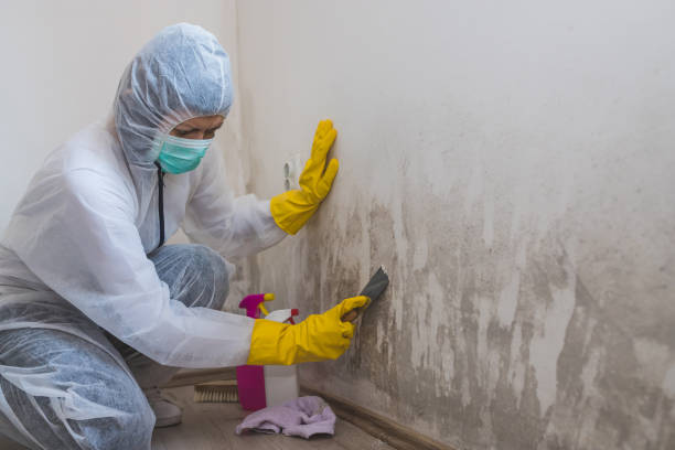 Best Mold Remediation  in Hickory Hls, IL