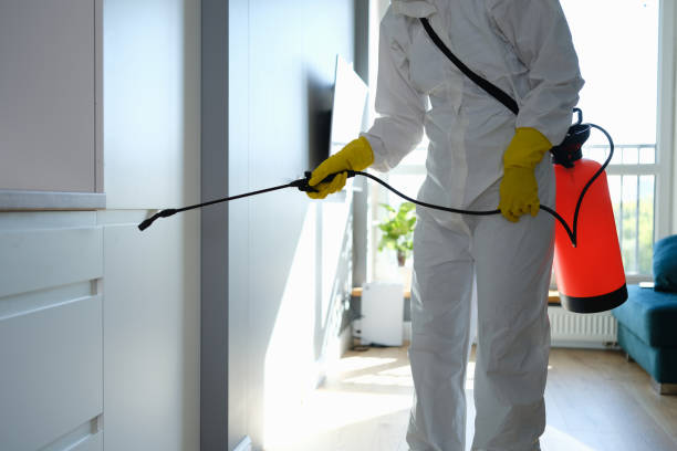 Best Toxic Mold Removal  in Hickory Hls, IL