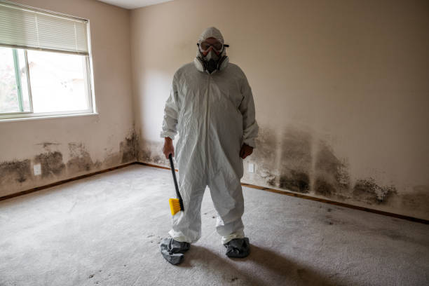 Best Same-Day Mold Removal  in Hickory Hls, IL