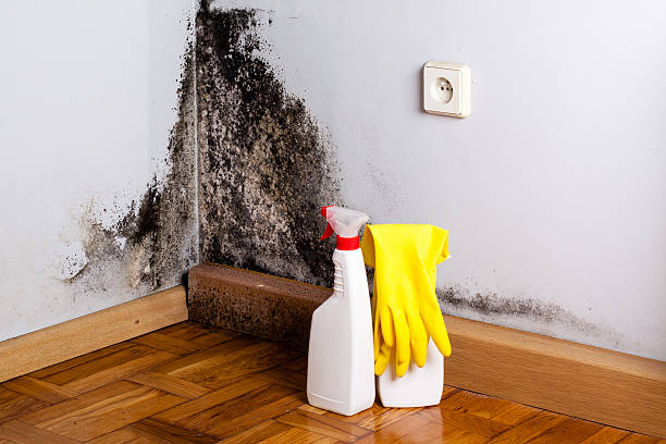 Best Mold Testing  in Hickory Hls, IL