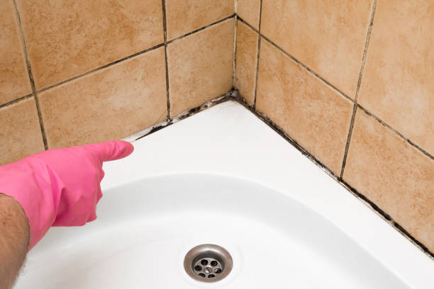 Best Residential Mold Removal  in Hickory Hls, IL